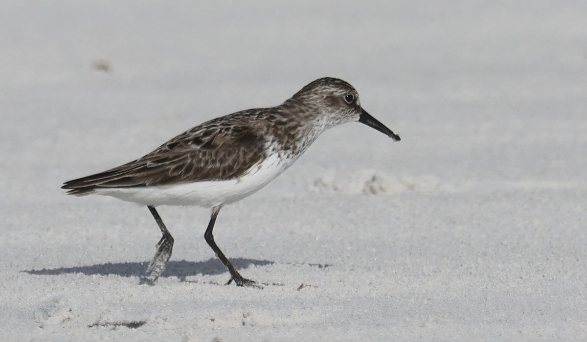 Calidris sp. (petit bécasseau sp.) - ML620686966