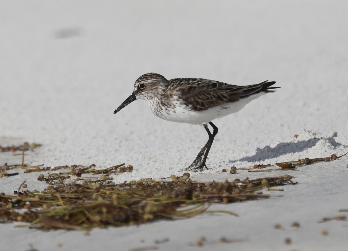 Calidris sp. (petit bécasseau sp.) - ML620686967