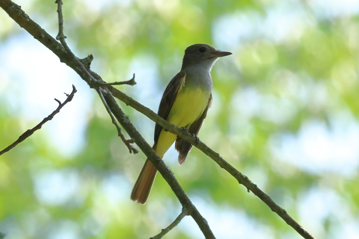 Great Crested Flycatcher - ML620686968