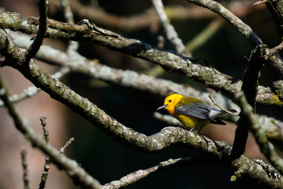 Prothonotary Warbler - ML620686969