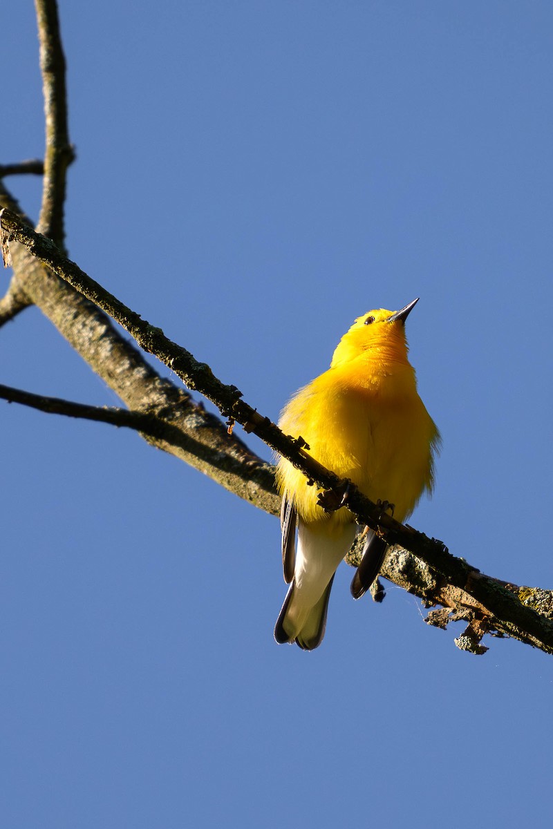 Prothonotary Warbler - ML620686970