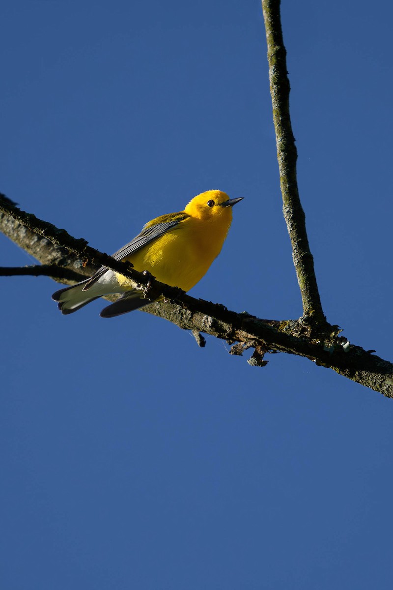 Prothonotary Warbler - ML620686971