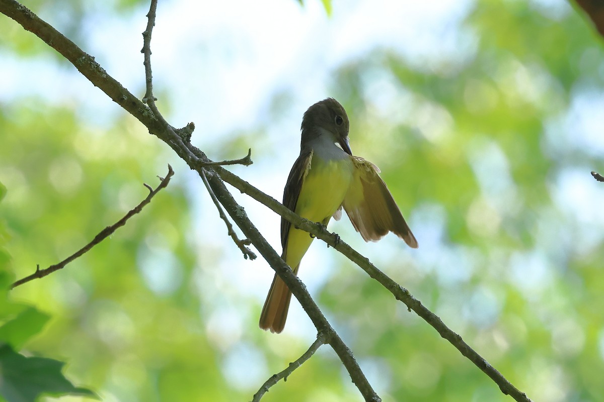 Great Crested Flycatcher - ML620686974