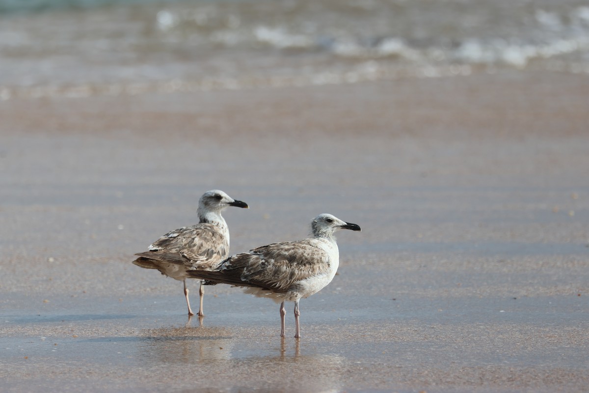 Gaviota Sombría - ML620686975