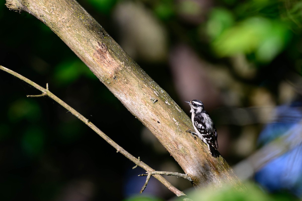 Downy Woodpecker - ML620686976