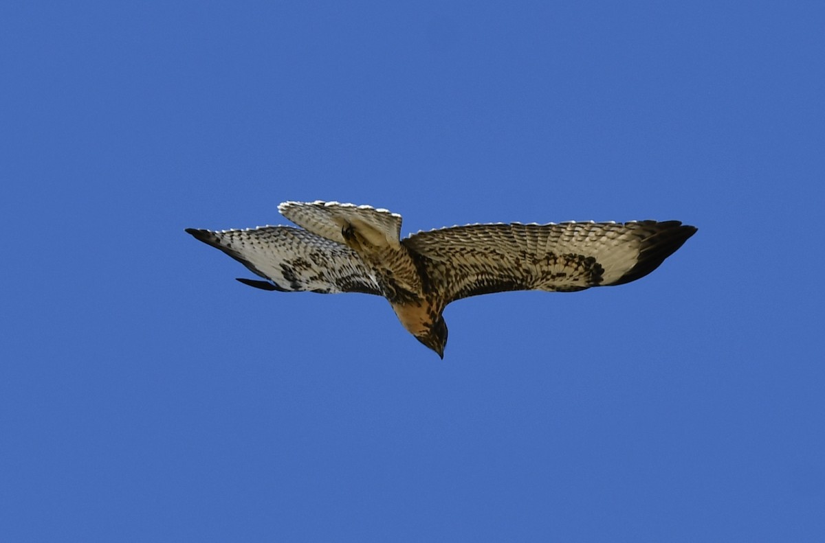 Red-tailed Hawk - ML620686977