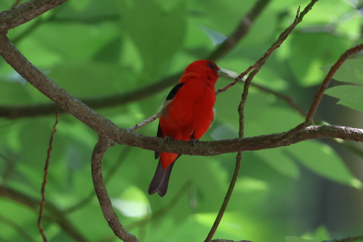 Scarlet Tanager - Keith Pflieger
