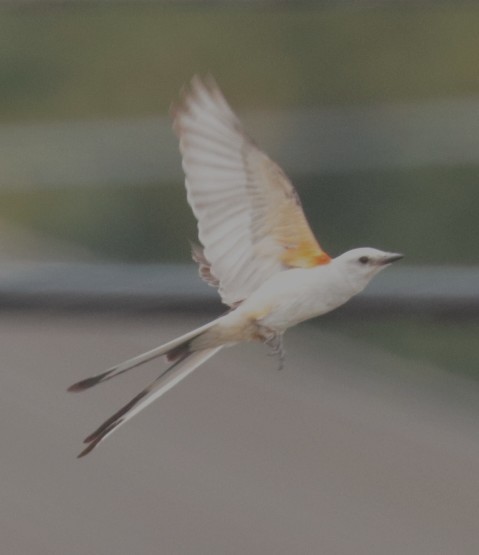 Scissor-tailed Flycatcher - ML620686981