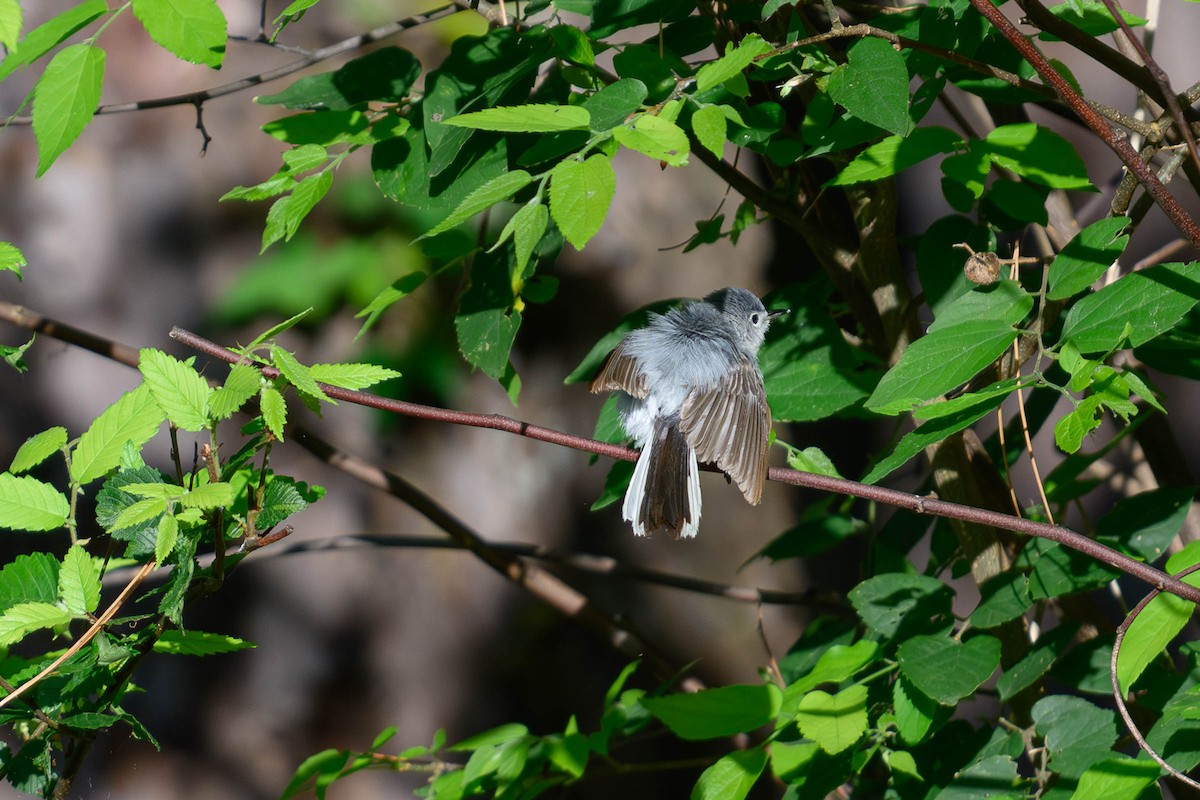 Blue-gray Gnatcatcher - ML620686983