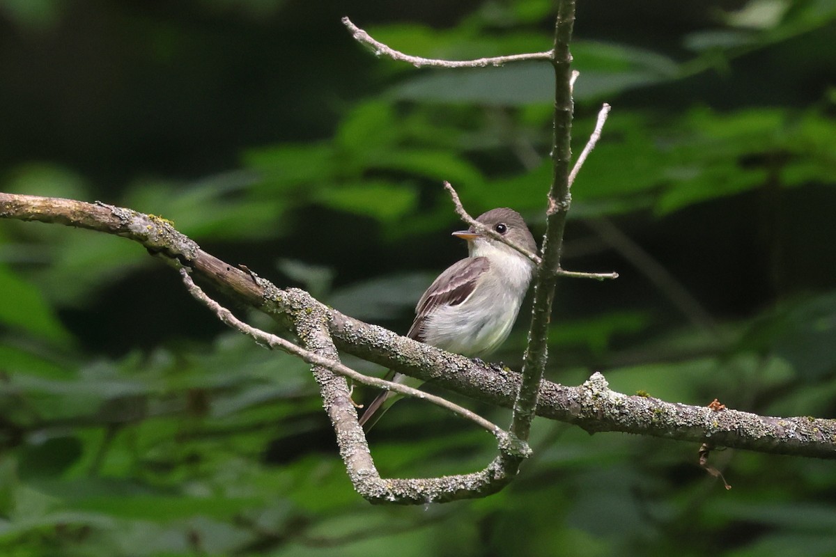 Eastern Wood-Pewee - ML620686984