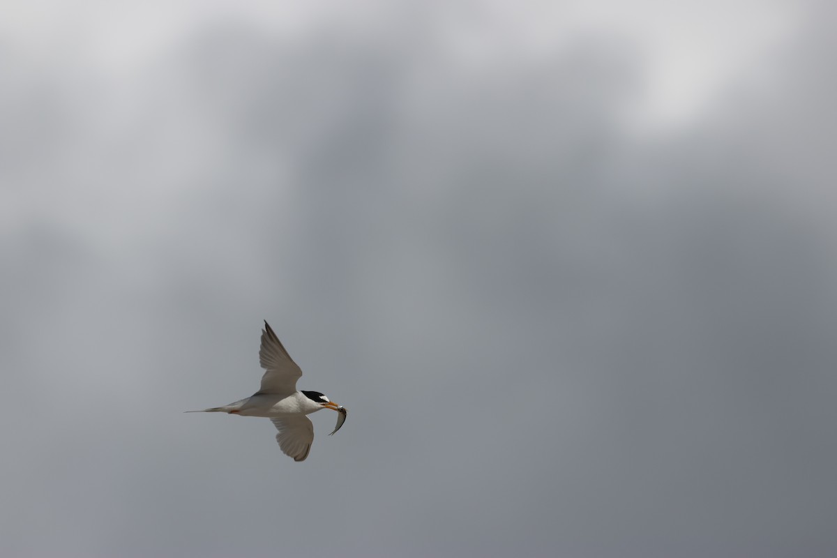 Least Tern - ML620686985