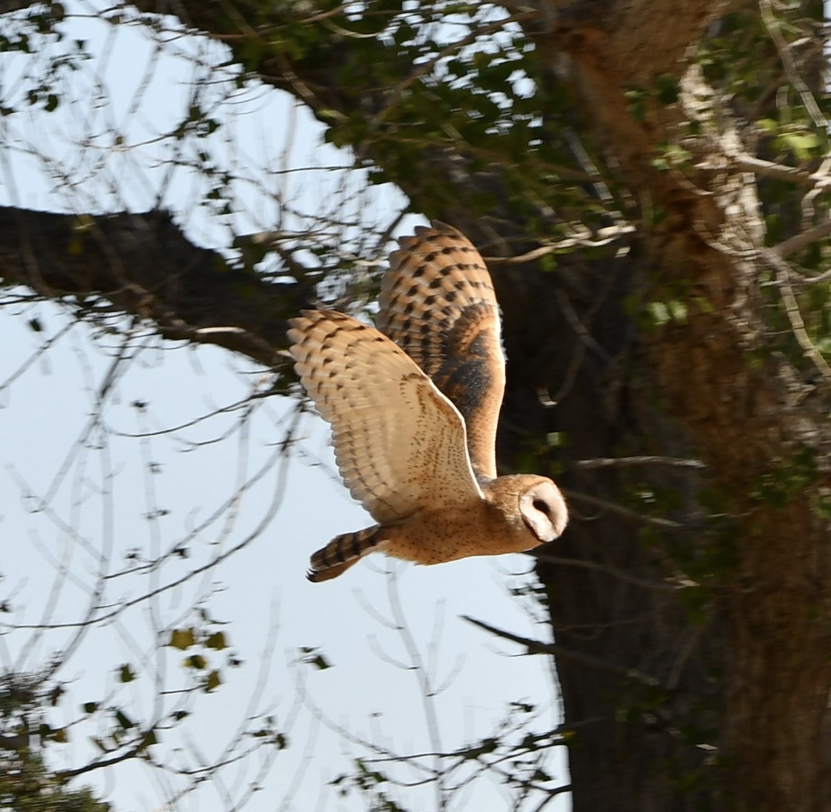 Barn Owl - ML620686987