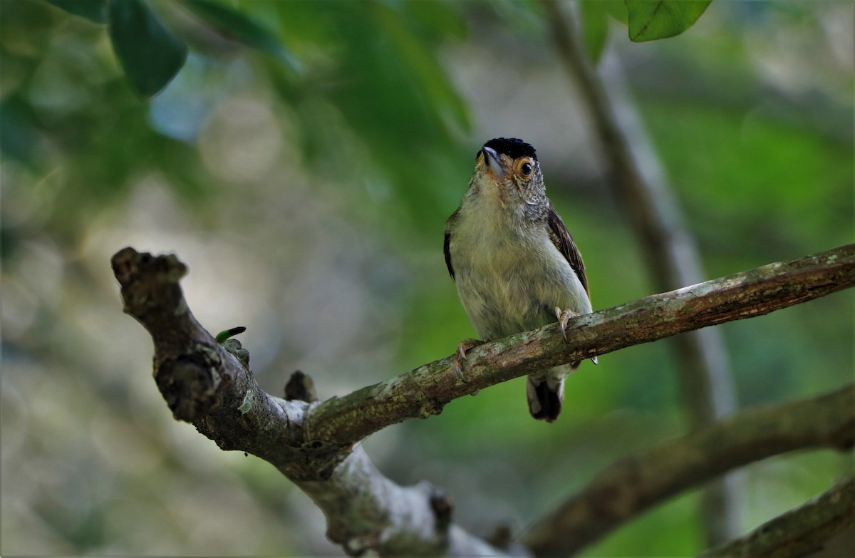 Plain-breasted Piculet - ML620686993