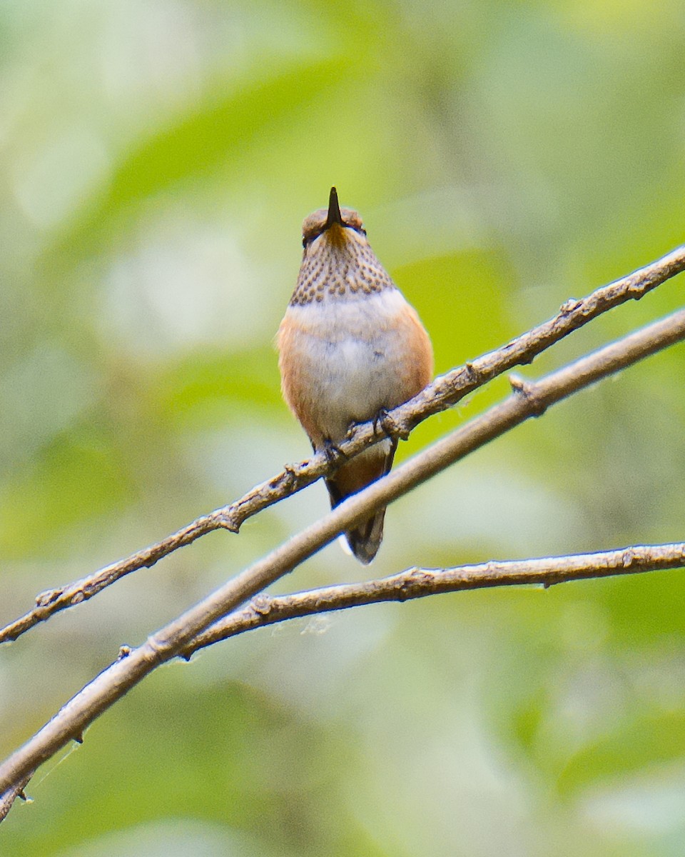 Allen's Hummingbird - Michael Rieser