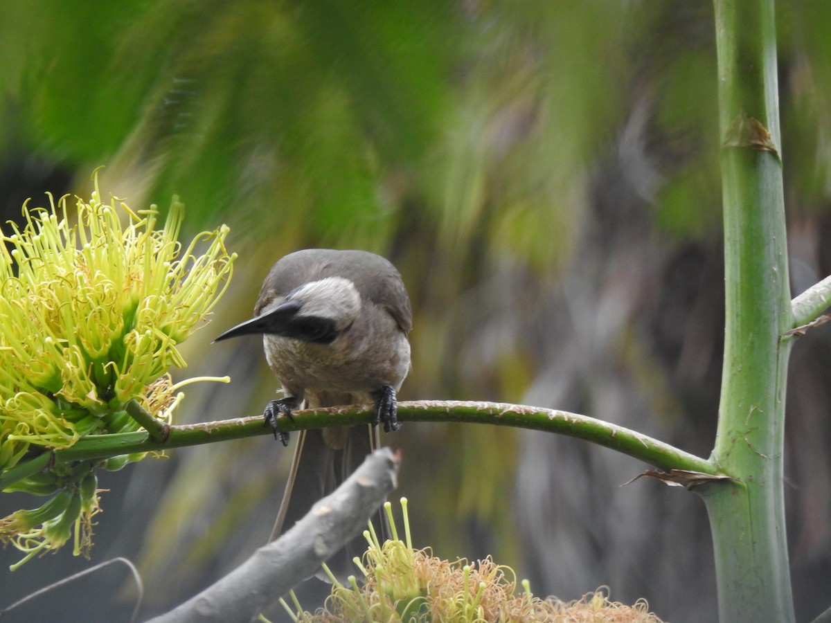 Helmeted Friarbird - ML620687005