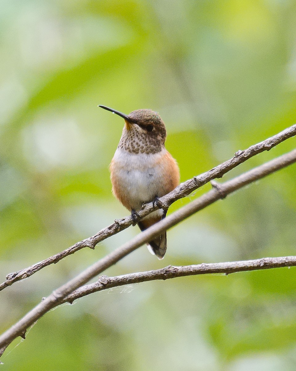 Allen's Hummingbird - ML620687007