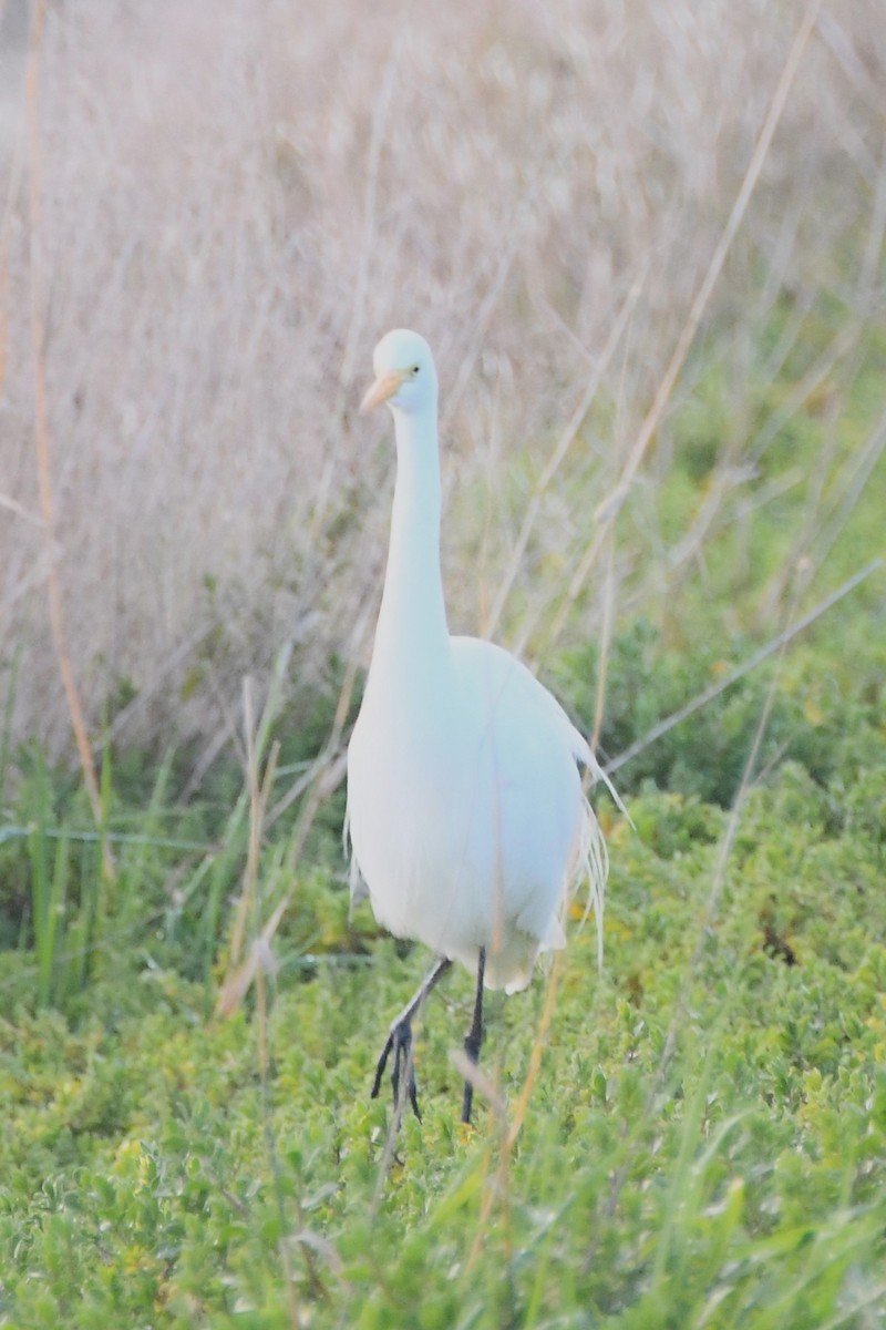 Plumed Egret - ML620687012