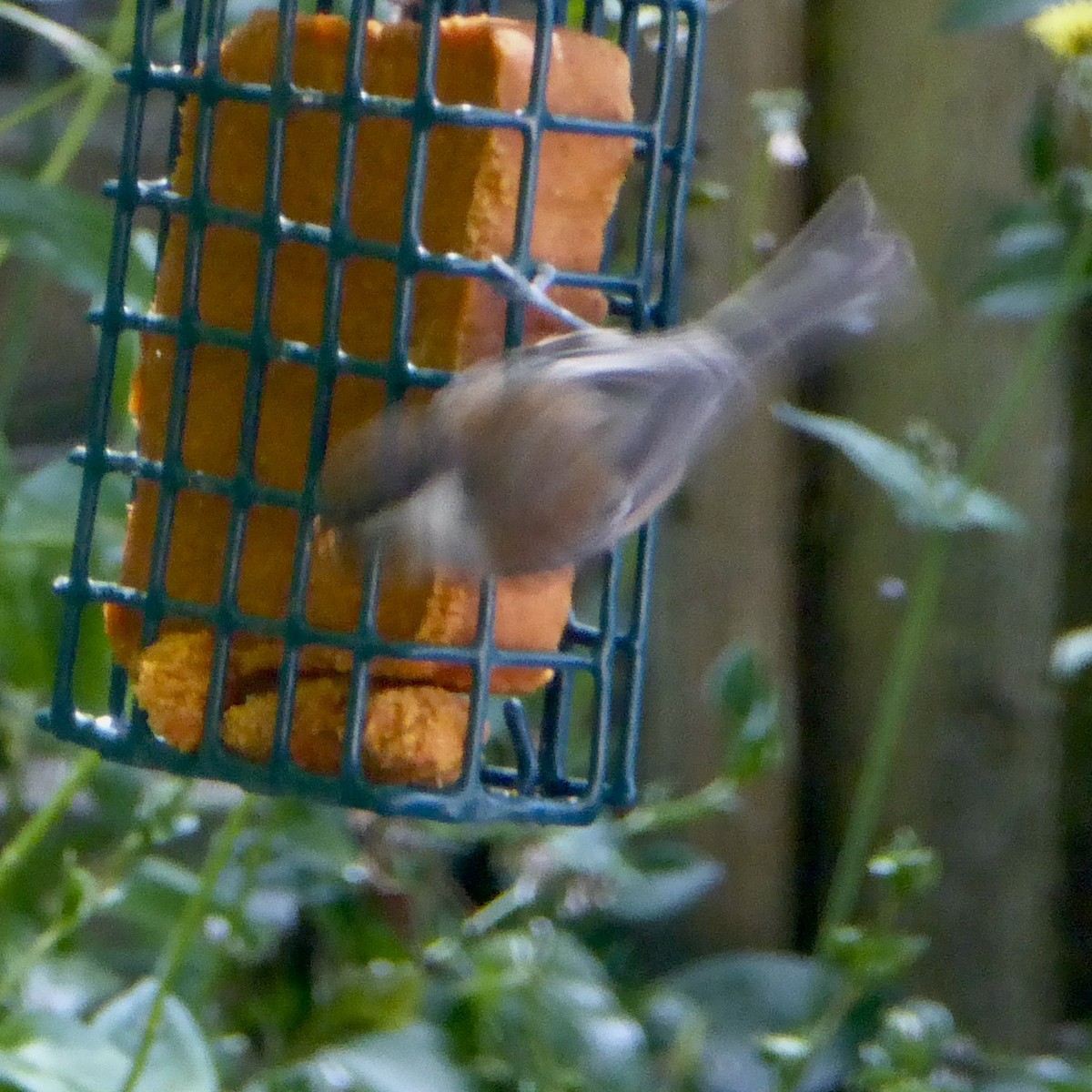 Chestnut-backed Chickadee - ML620687014