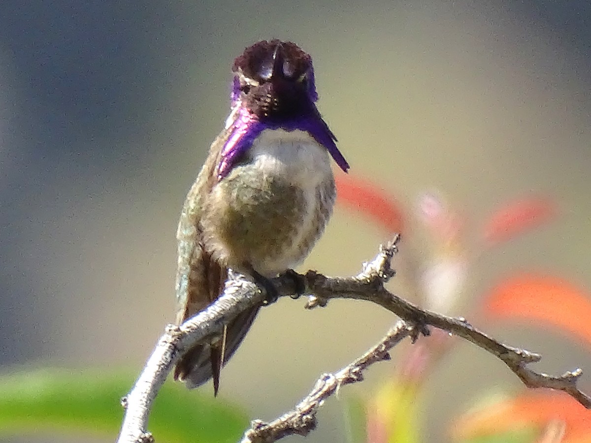 Costa's Hummingbird - ML620687018