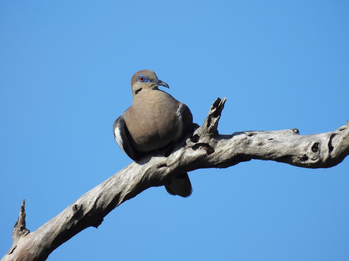 White-winged Dove - ML620687021