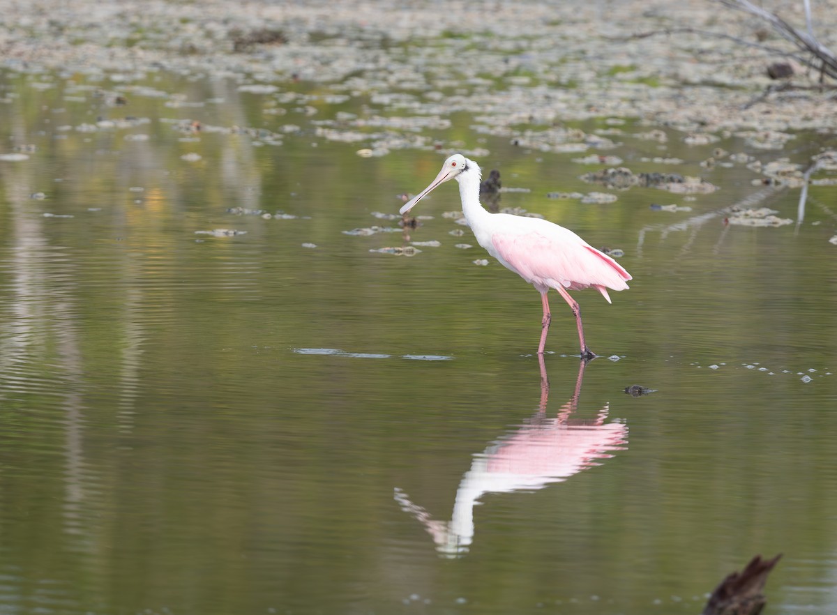 Roseate Spoonbill - ML620687022