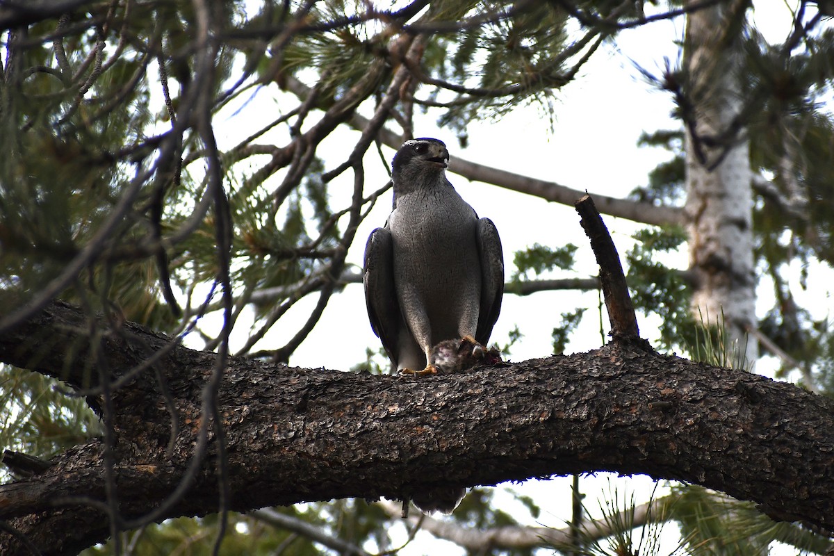 American Goshawk - Jon Orona