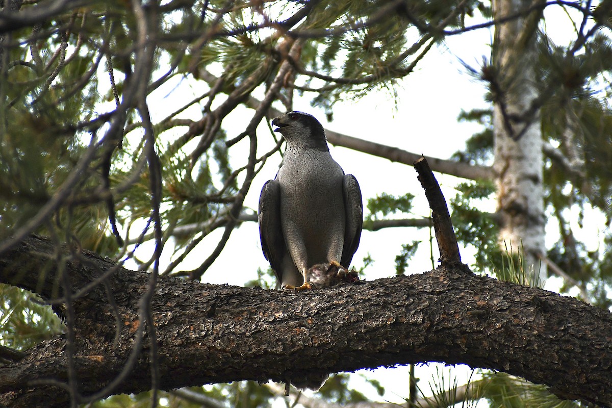 American Goshawk - ML620687025