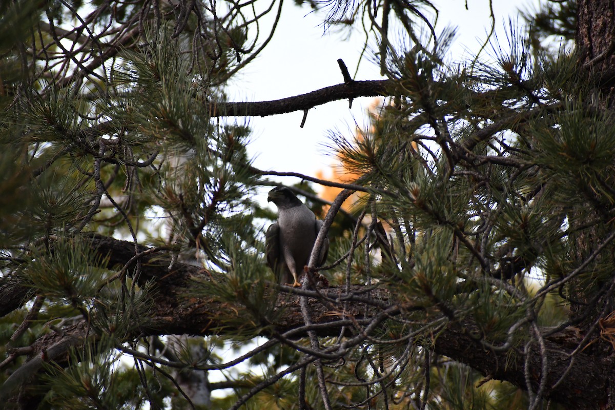 American Goshawk - ML620687028