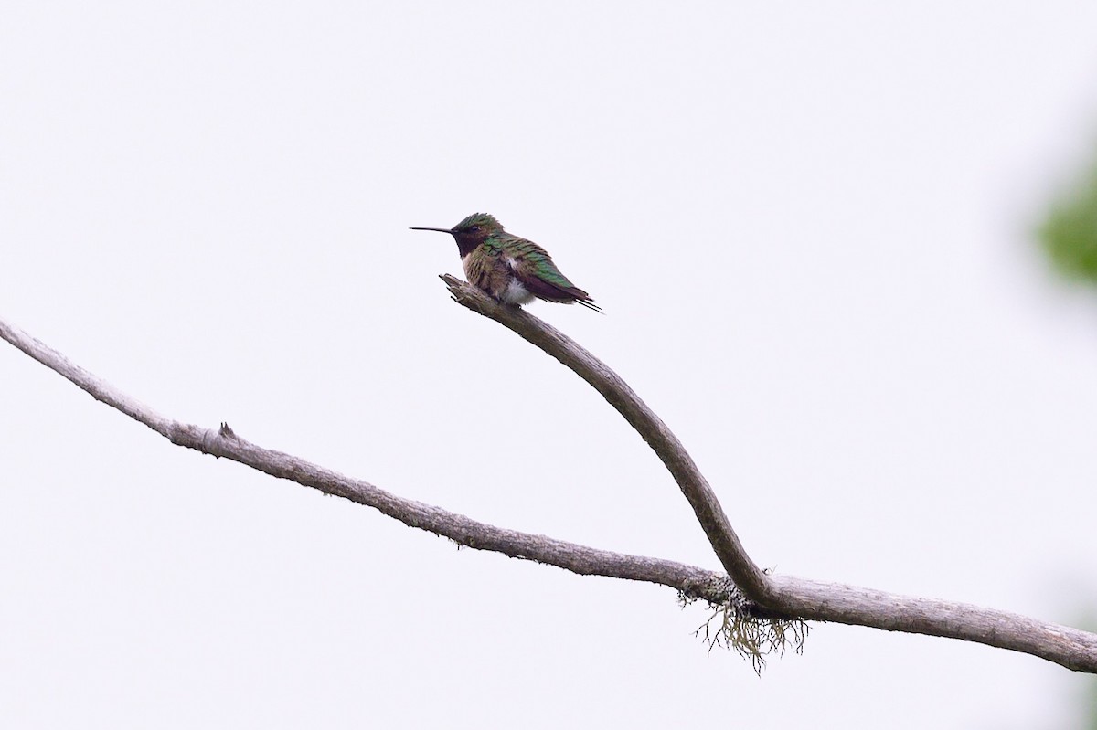 Colibri à gorge rubis - ML620687029