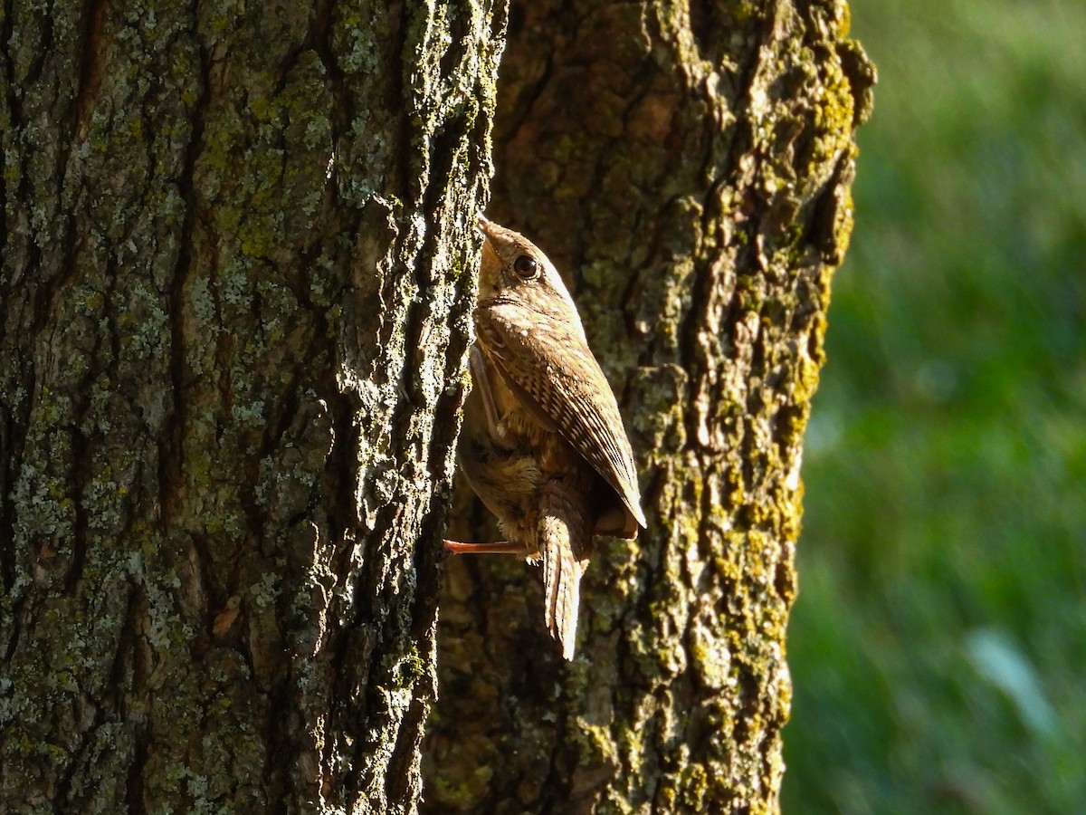 House Wren - ML620687030