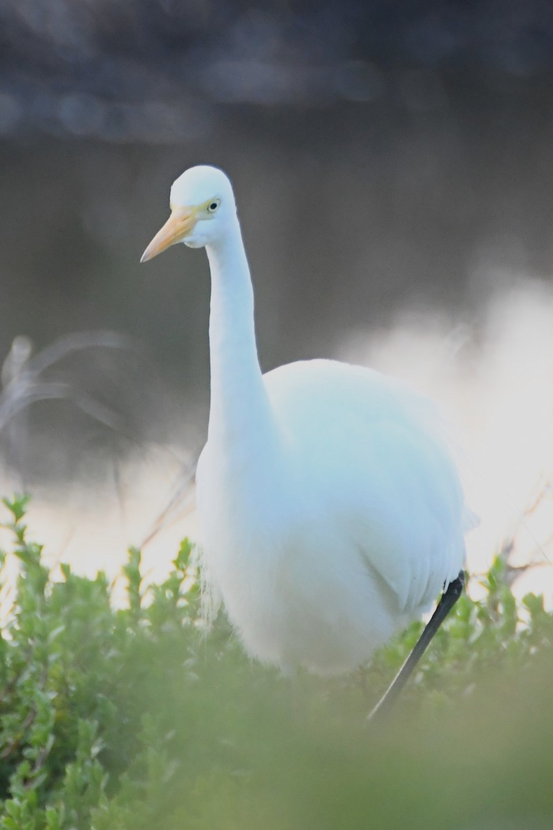 Plumed Egret - ML620687031