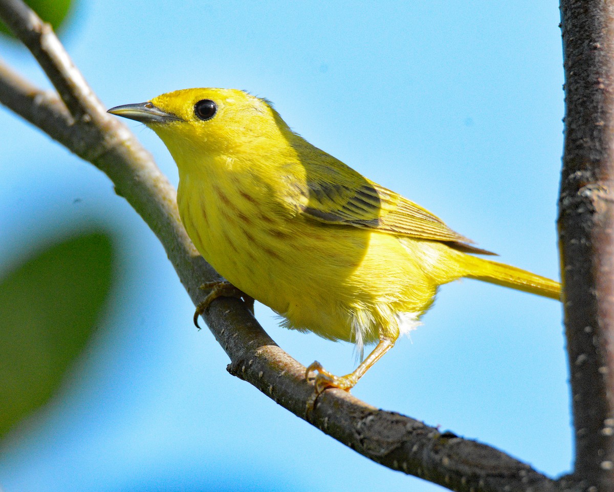 Yellow Warbler (Northern) - ML620687034