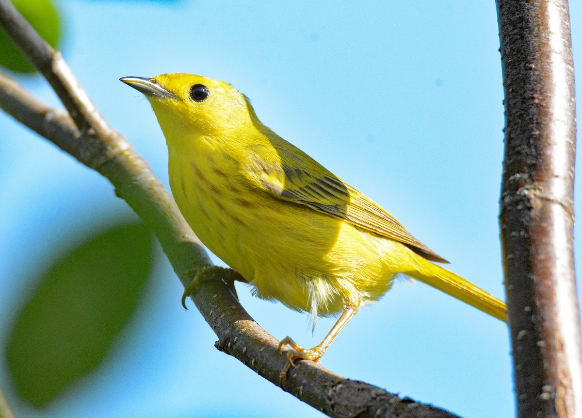 Yellow Warbler (Northern) - Michael J Good