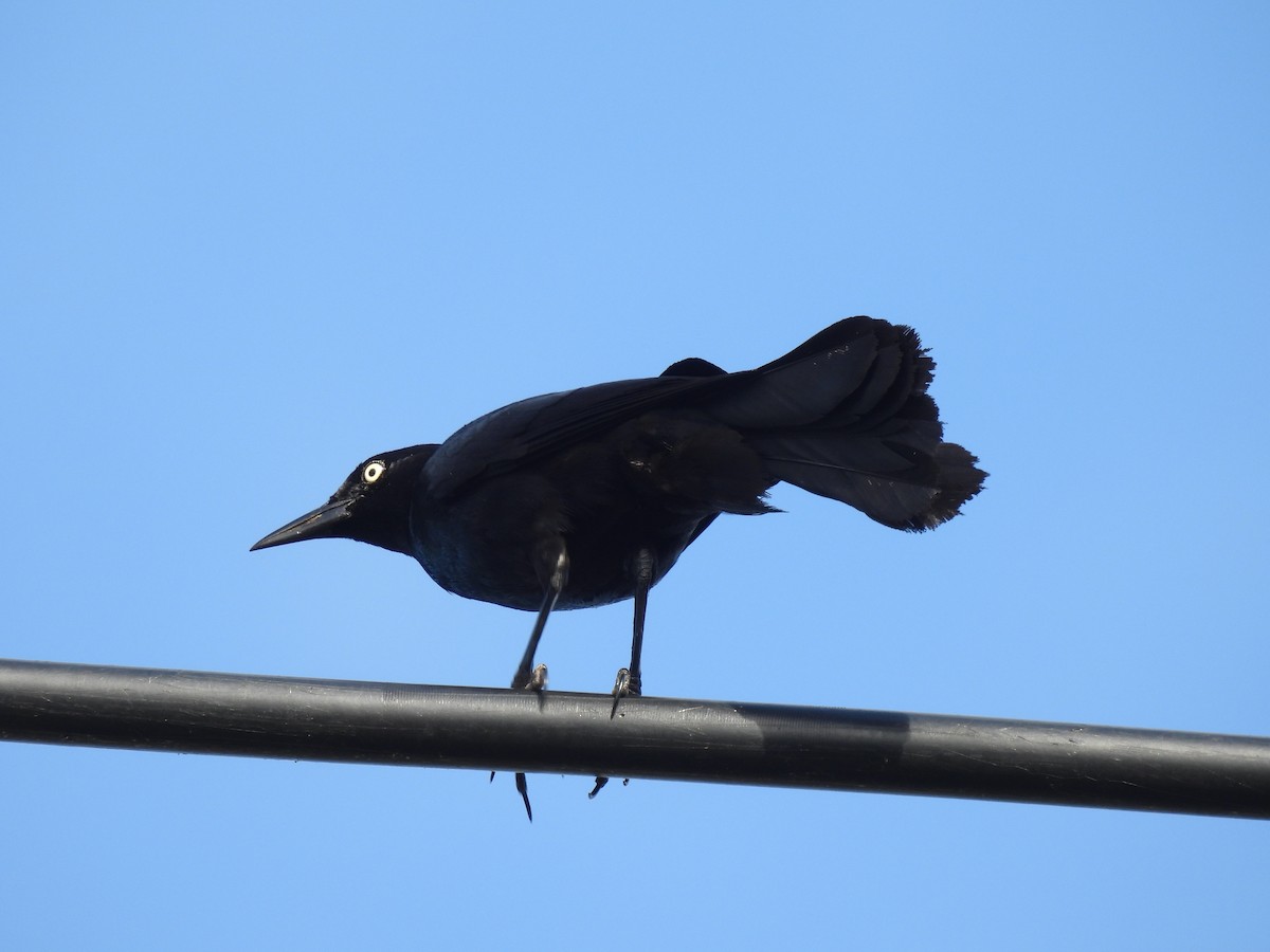 Greater Antillean Grackle - ML620687040