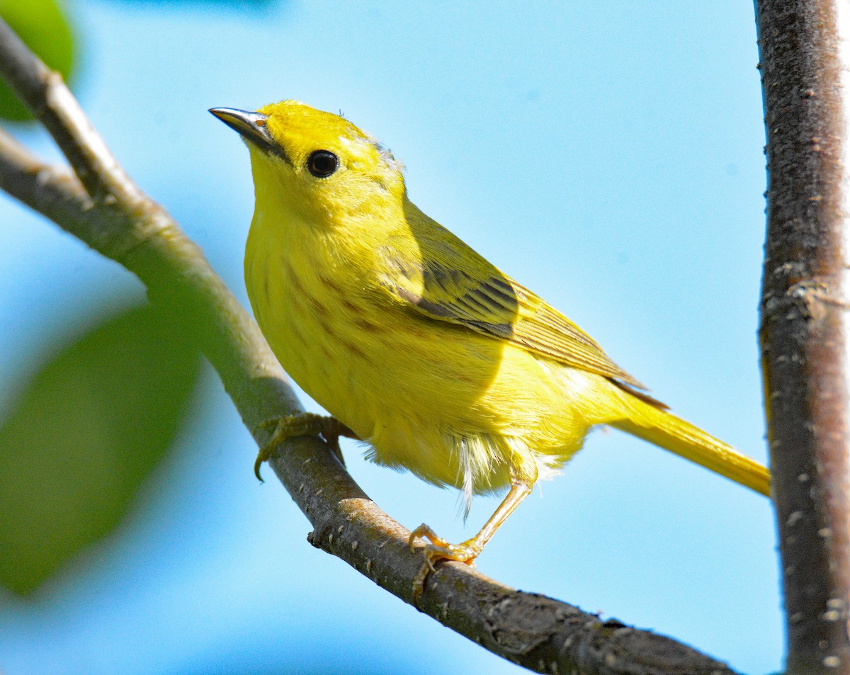 Yellow Warbler (Northern) - ML620687042