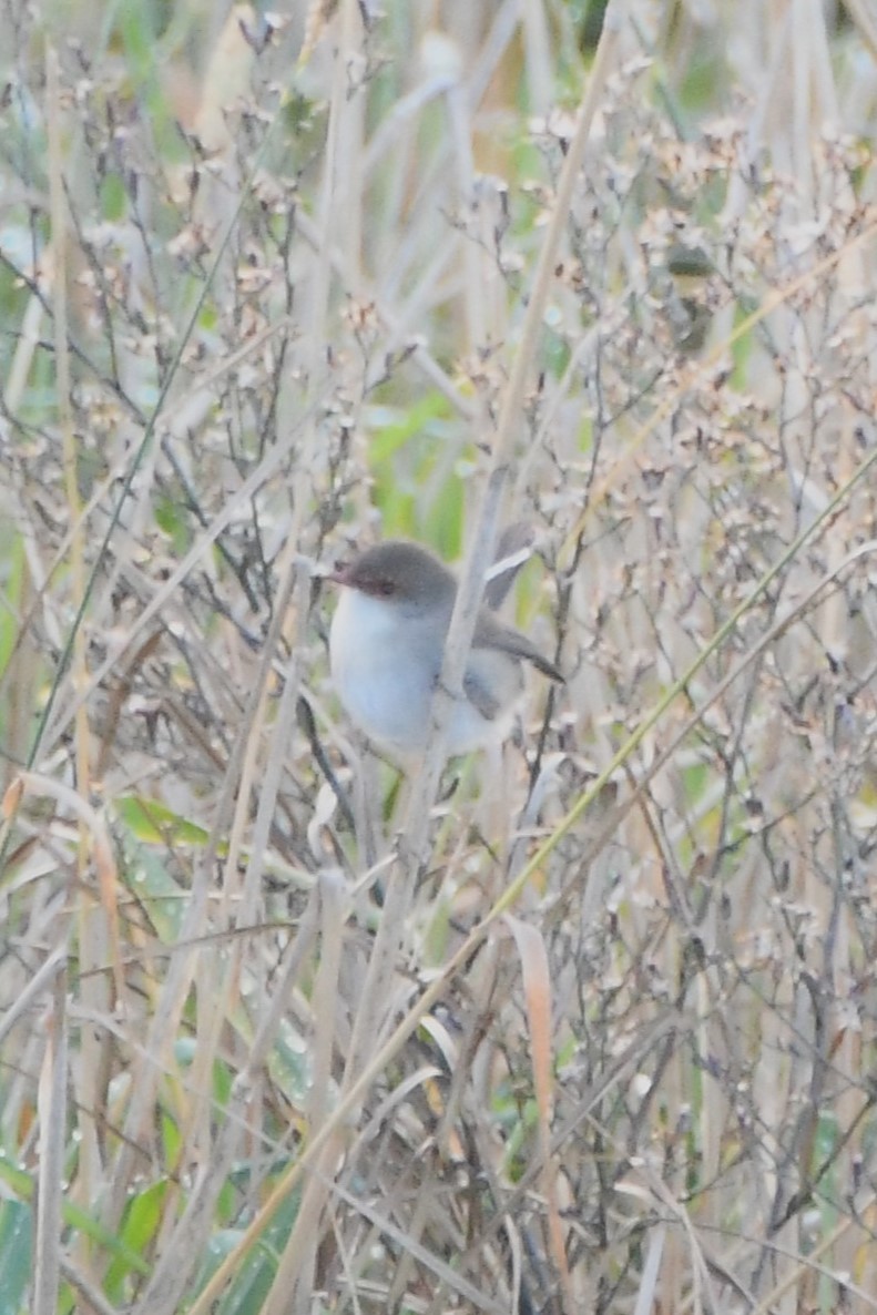 Superb Fairywren - ML620687045