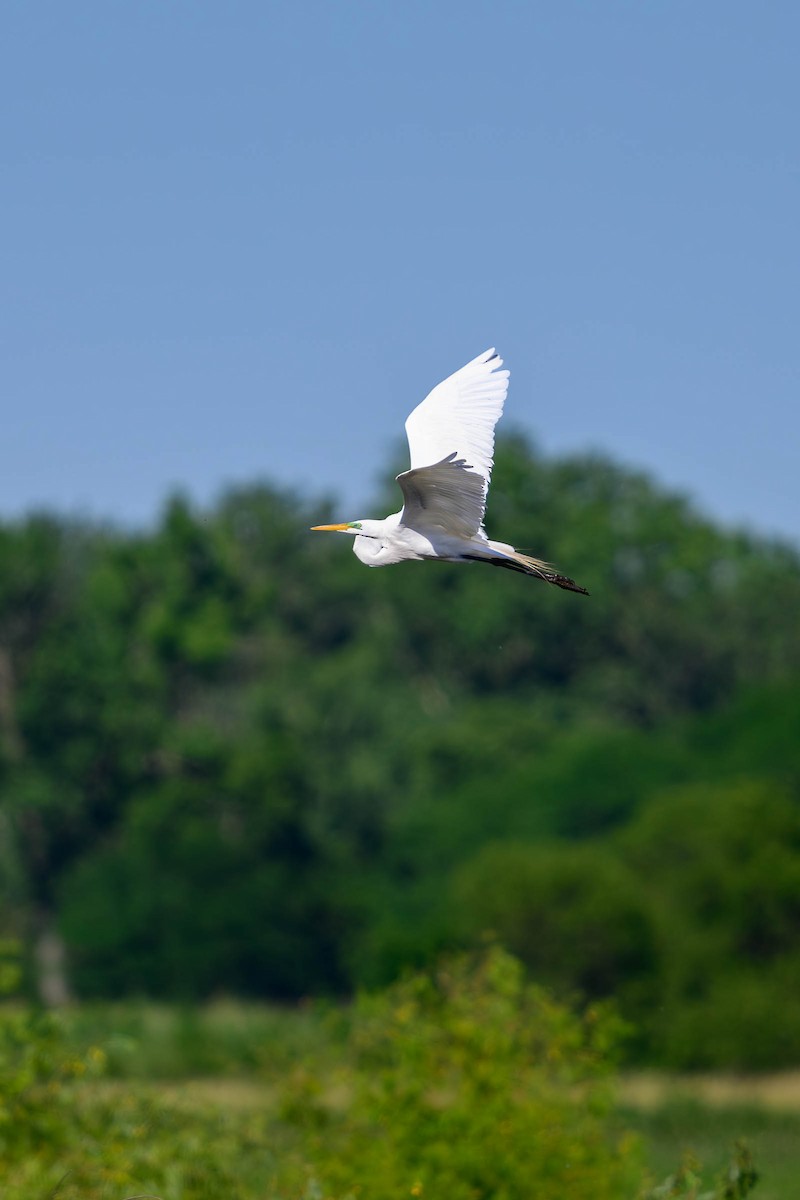 Great Egret (American) - ML620687050