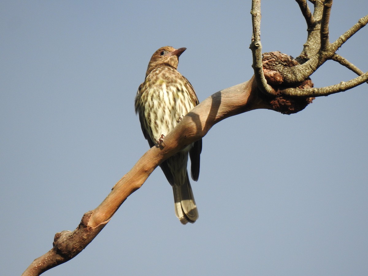 Australasian Figbird - ML620687052