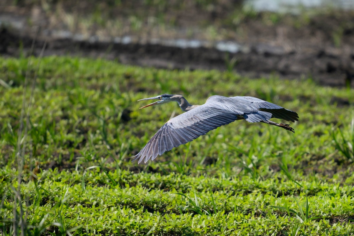 Great Blue Heron - ML620687058