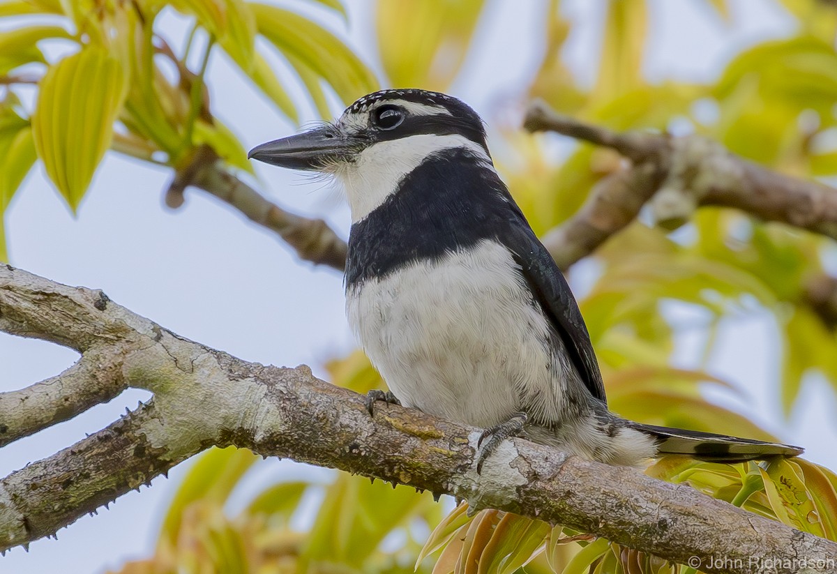 Pied Puffbird - ML620687063