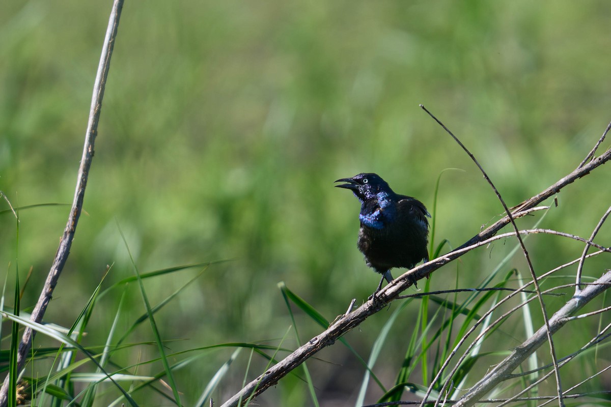 Common Grackle - ML620687065