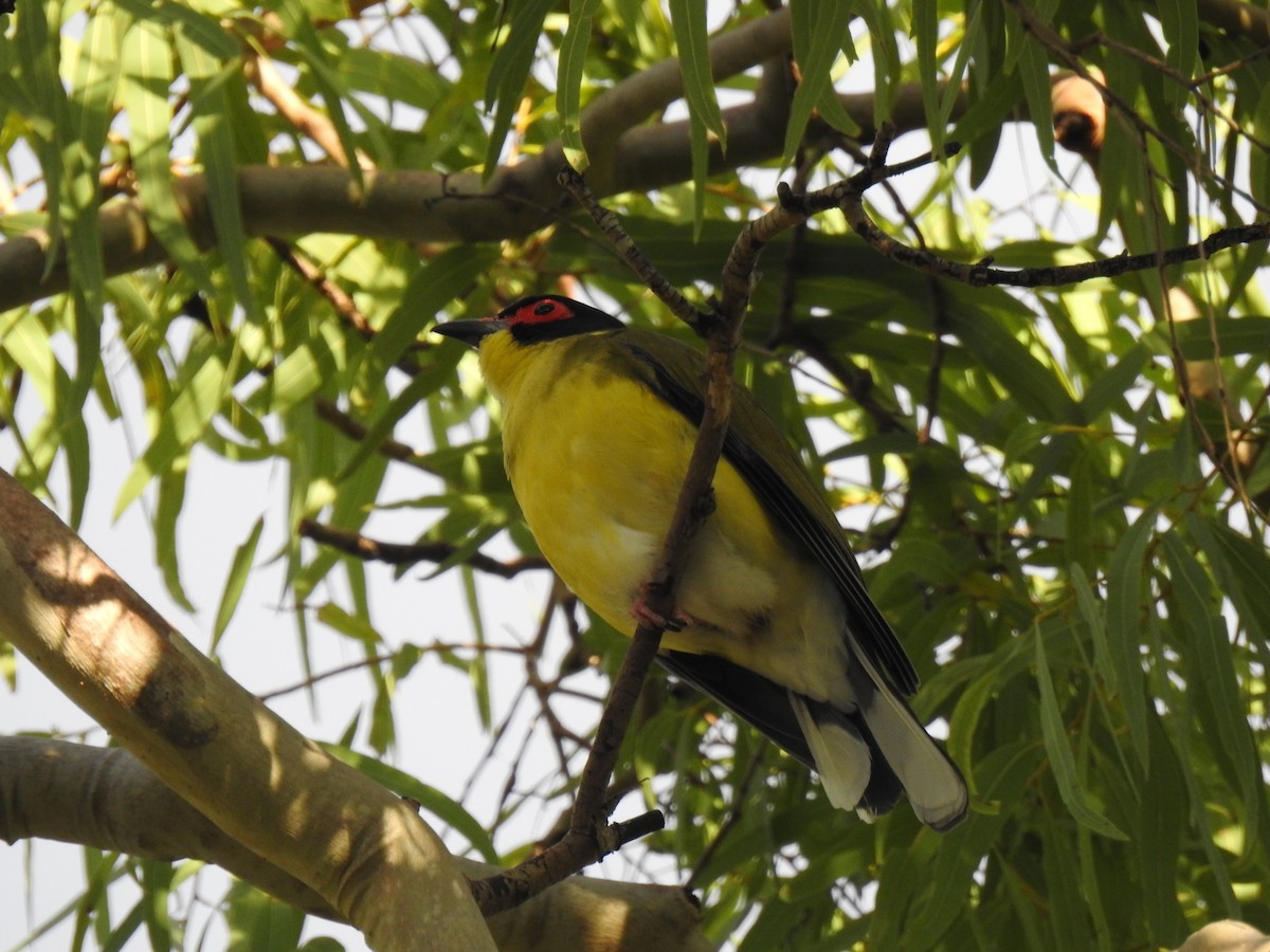 Australasian Figbird - ML620687066