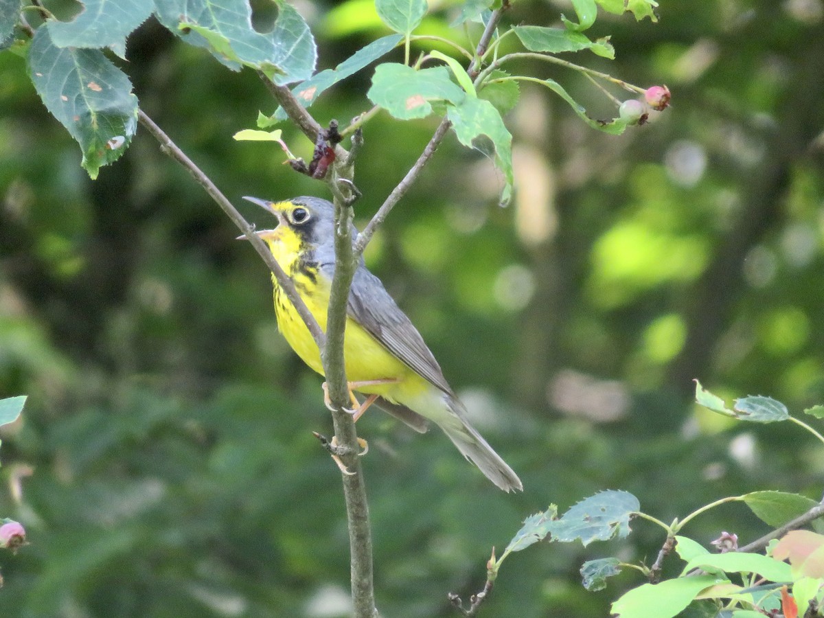 Canada Warbler - ML620687069