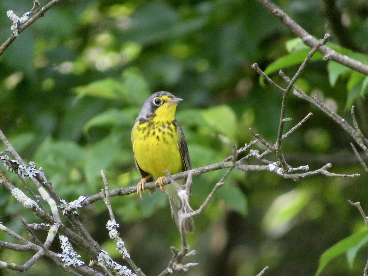 Canada Warbler - ML620687071