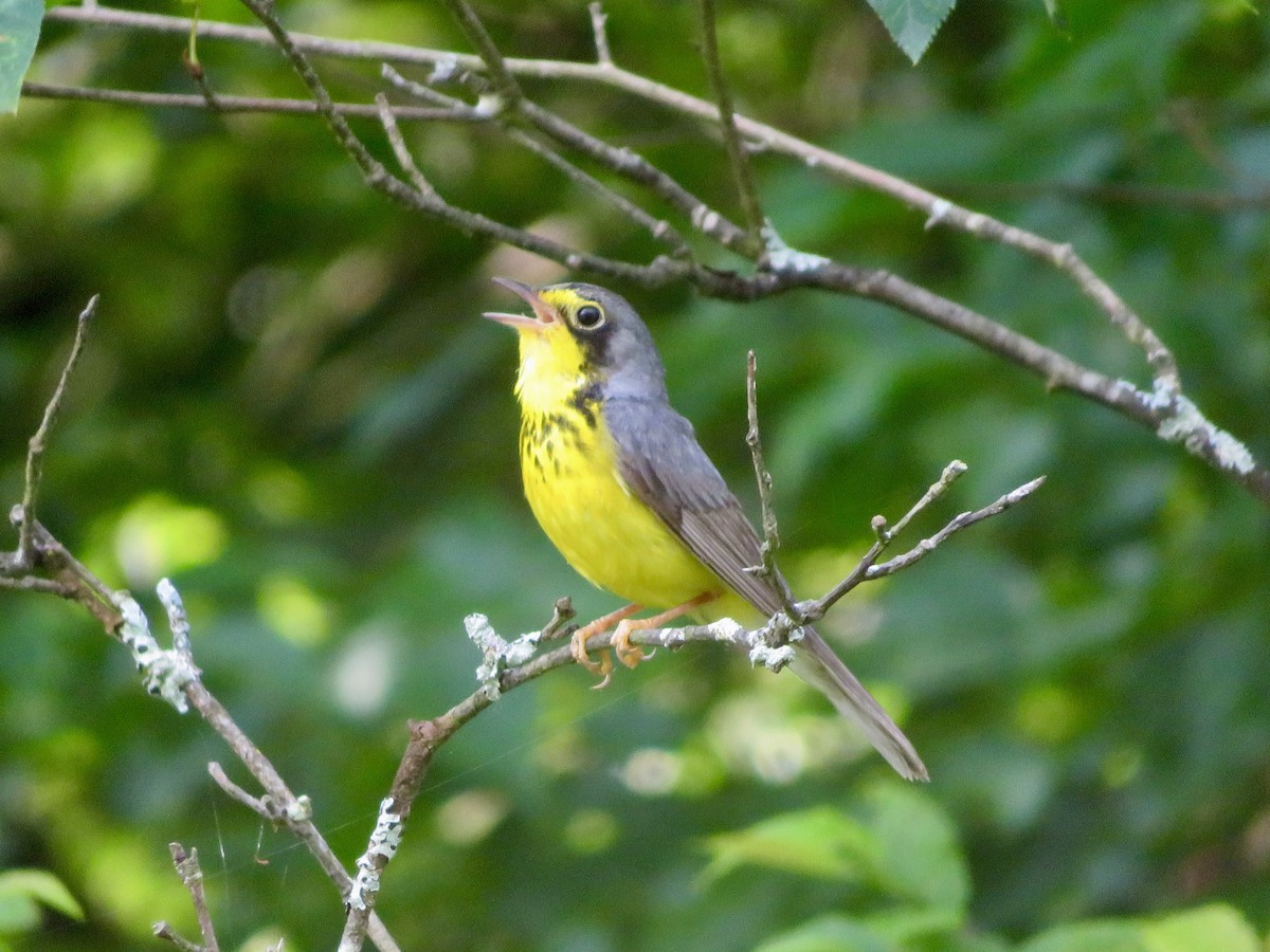 Canada Warbler - ML620687074