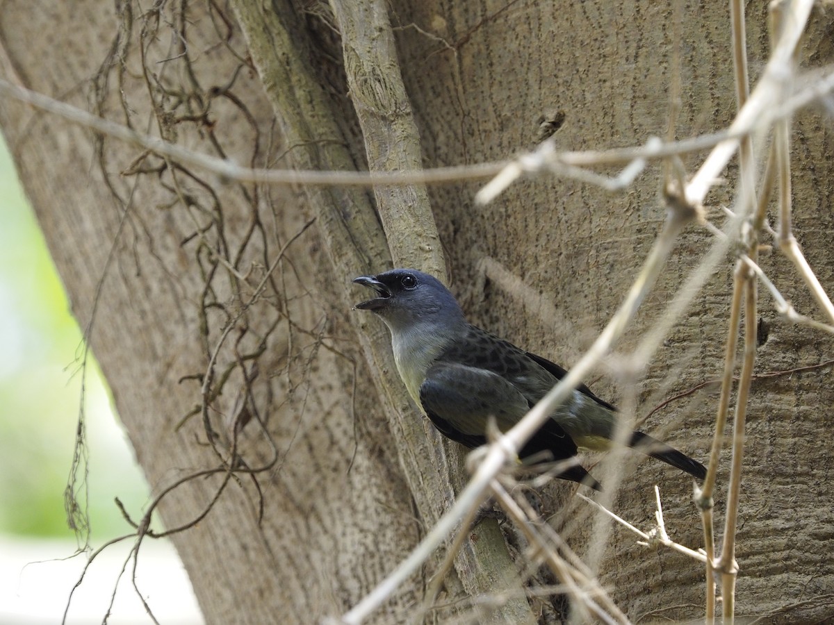 Yellow-winged Tanager - ML620687075