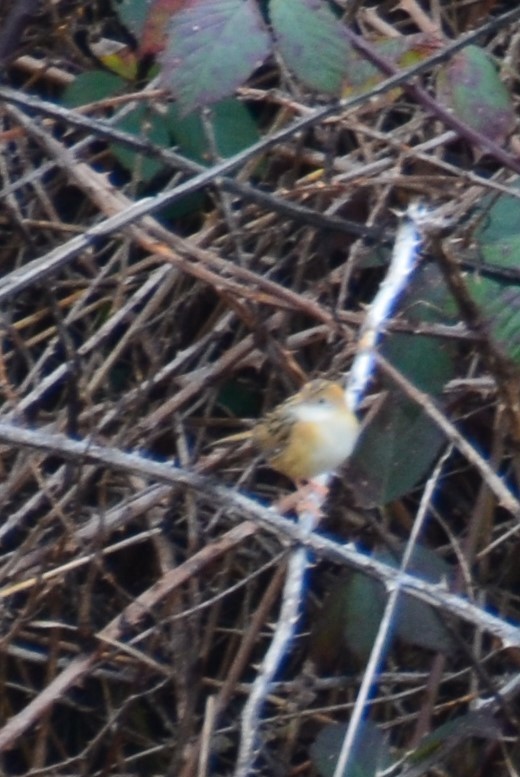 Golden-headed Cisticola - ML620687081