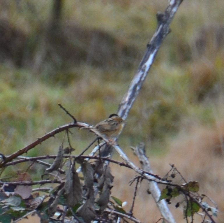 Golden-headed Cisticola - ML620687082