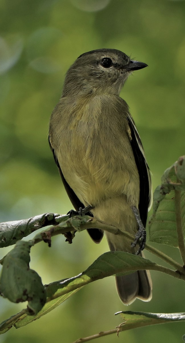 Yellow-crowned Tyrannulet - ML620687084