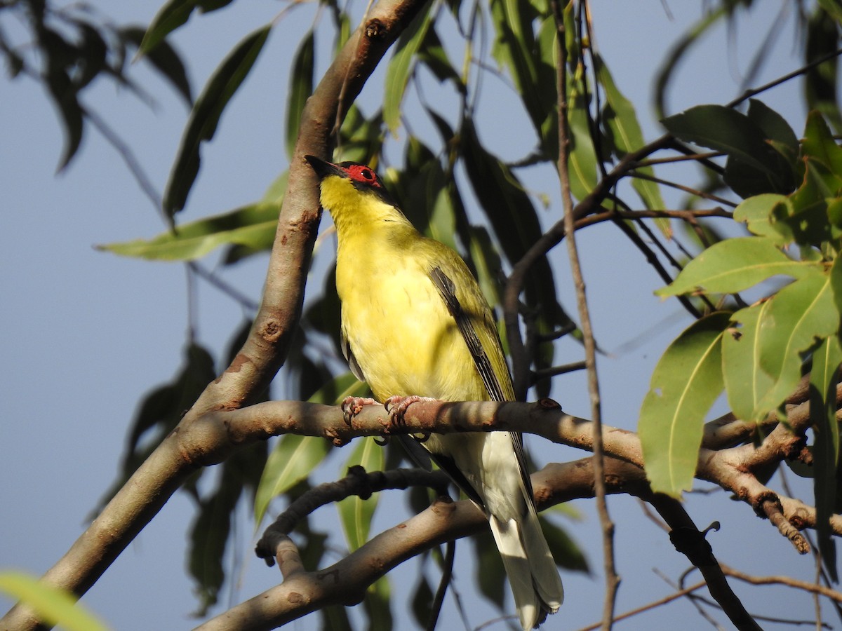 Australasian Figbird - ML620687085